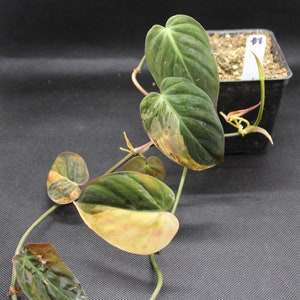 Philodendron, Variegated Velvet Leaf 'Variegata' rooted plant image 2