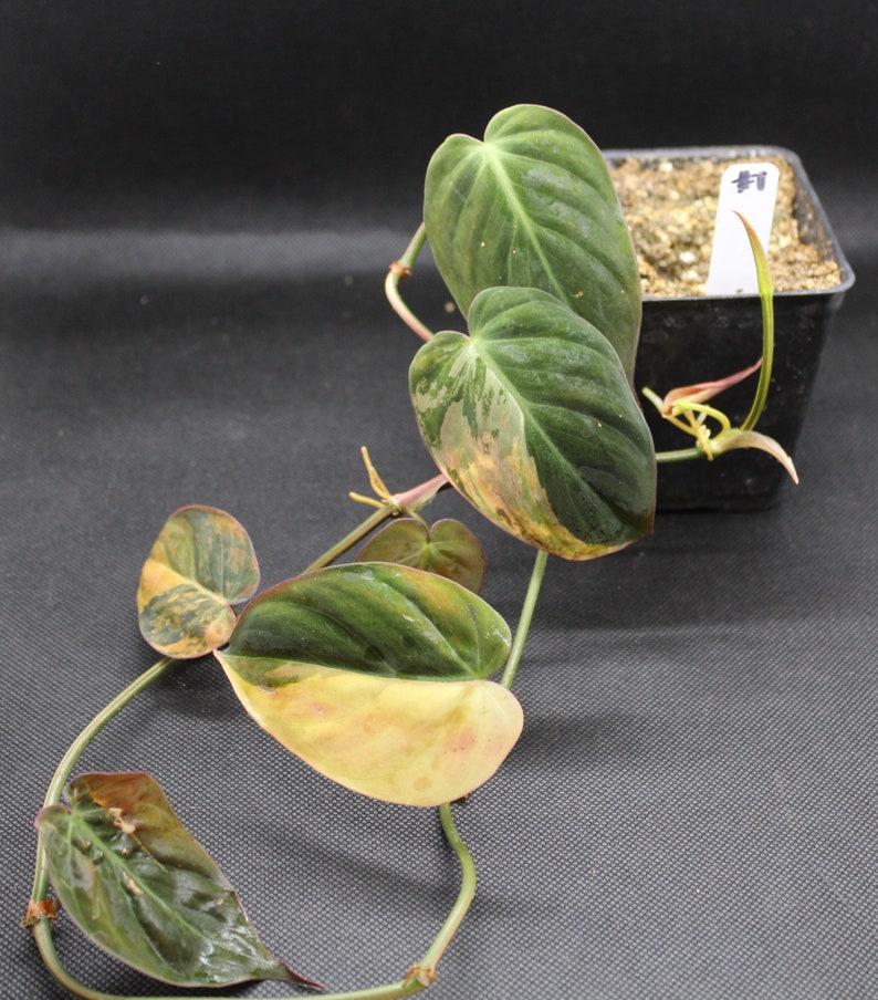 Philodendron, Variegated Velvet Leaf 'Variegata' rooted plant image 2