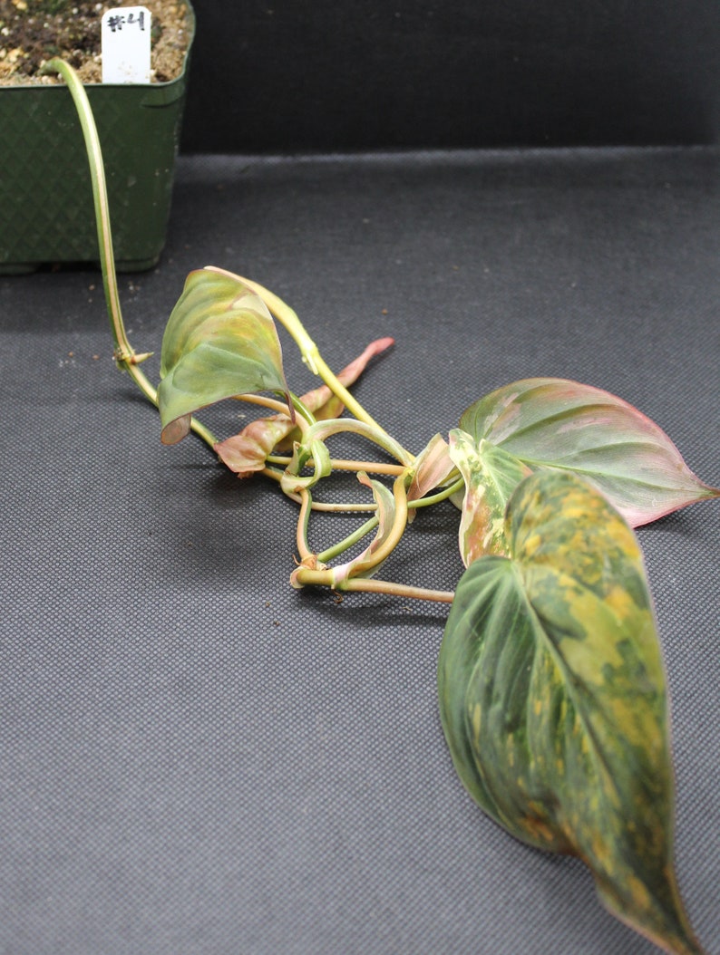 Philodendron, Variegated Velvet Leaf 'Variegata' rooted plant image 6