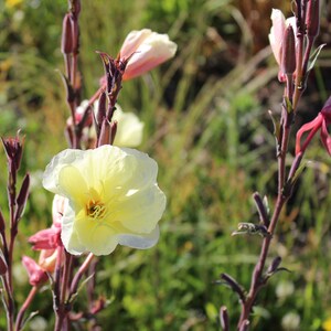 Evening Primrose, Fragrant &#39;Apricot Delight&#39; seeds