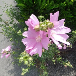 Mallow, Musk 'Rosea' seeds