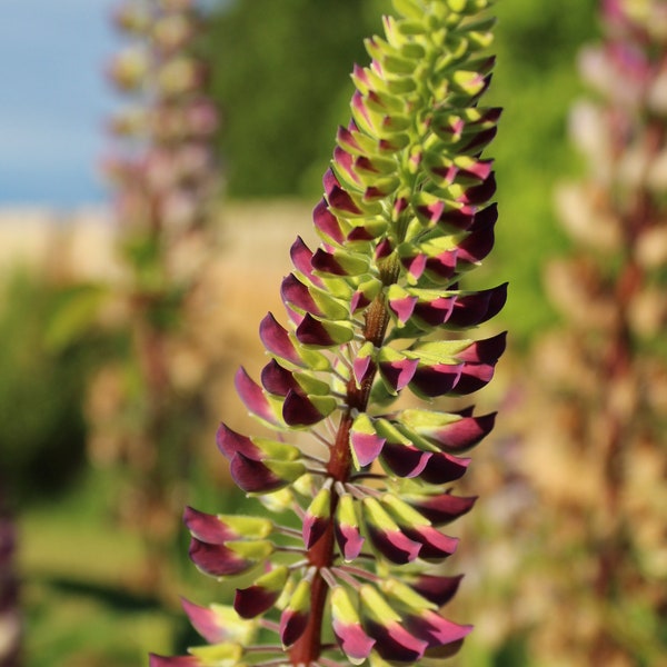 Lupine, Big-leaf 'Willamette Valley'