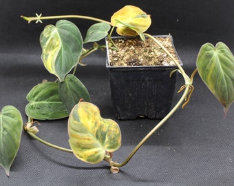 Philodendron, Variegated Velvet Leaf 'Variegata' rooted plant