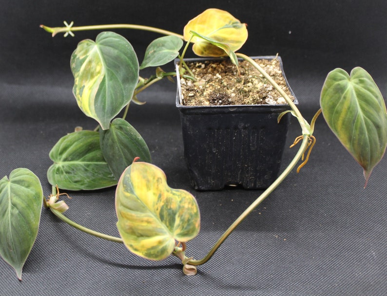 Philodendron, Variegated Velvet Leaf 'Variegata' rooted plant image 1