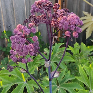 Angelica, Purple 'Purpurea' seeds