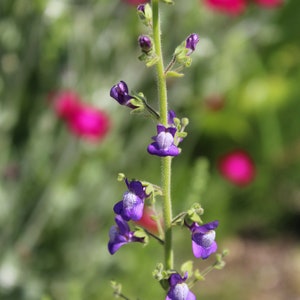 Snapdragon, Nuttalls 100 seeds