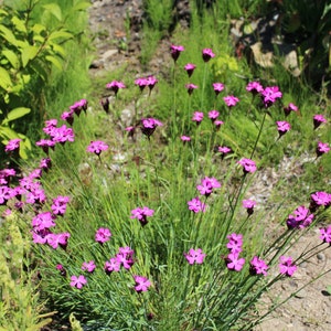 Pink, Carthusian &#39;Clusterhead Pink&#39; Seeds