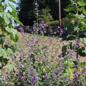 Mallow, Common &#39;Mystic Merlin&#39; seeds