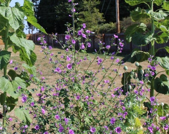 Mallow, Common 'Mystic Merlin' seeds