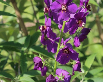 Mullein, Purple 'Violetta' seeds