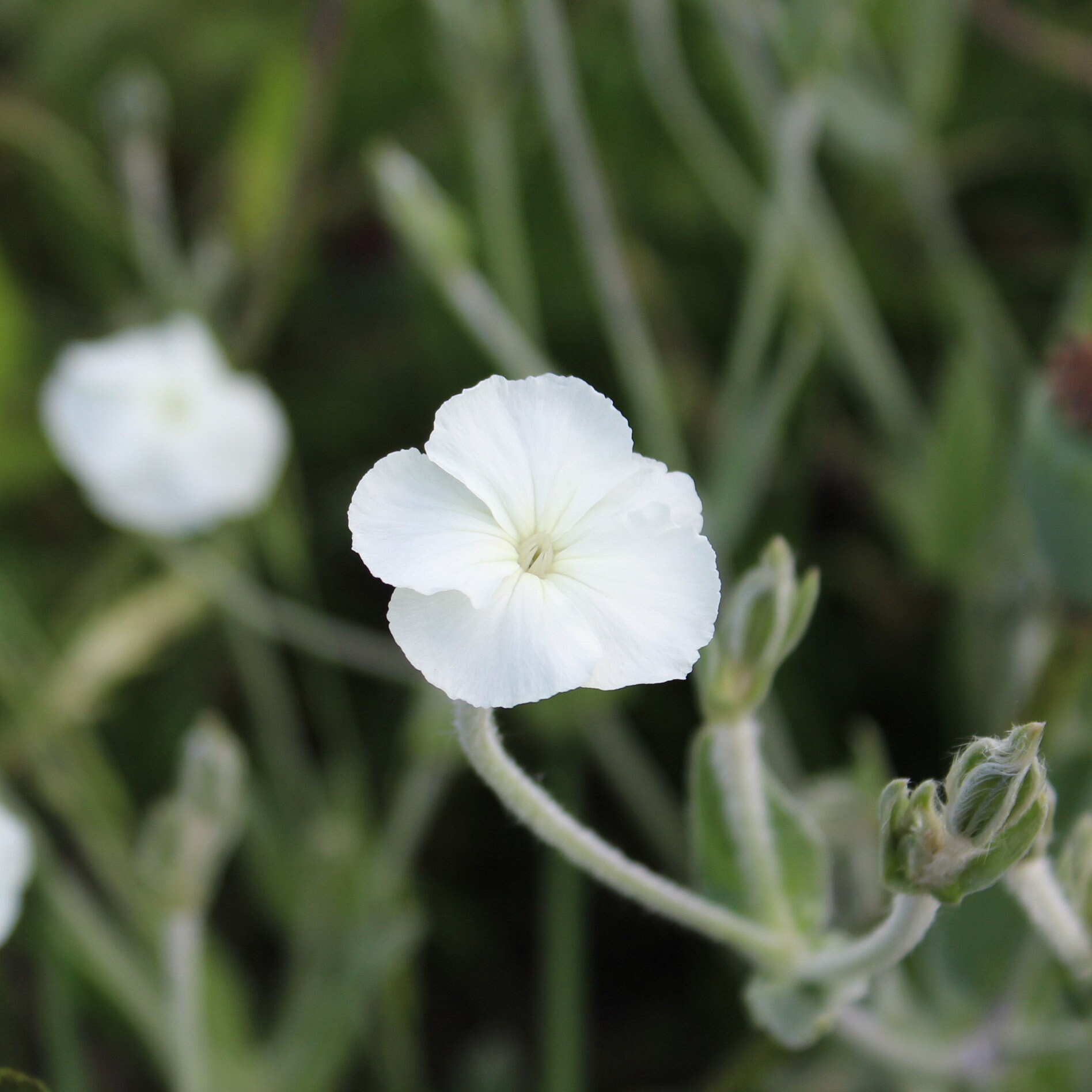 Campion, Rose 'alba' Seeds - Etsy