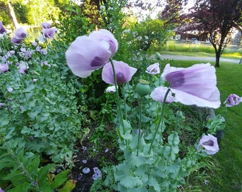 Poppy, Breadseed 'Hungarian Blue' 500 seeds