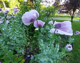 Poppy, Breadseed 'Hungarian Blue' seeds