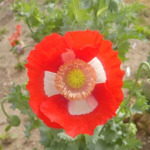 Poppy, Breadseed &#39;Swiss Flag&#39; 250 seeds