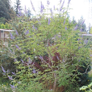 Chaste Tree, Lilac &#39;Abbyville Blue&#39; seeds