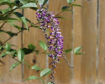 Butterfly Bush, Weeping unrooted cuttings (3)