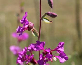 Clarkia, Elegant 'Lilac' seeds