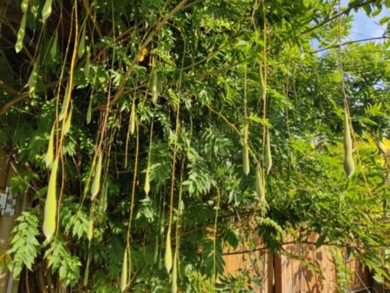 Wisteria, Japanese 'lawrence' Seeds - Etsy