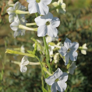 Tobacco, Jasmine 100 seeds