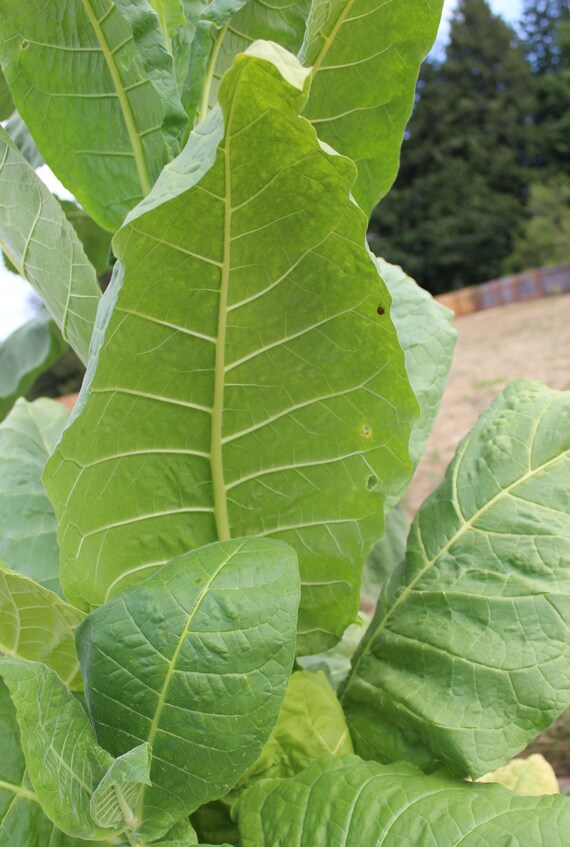 Tobacco, Cultivated 'virginia Bright Leaf' Seeds