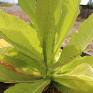 Tobacco, Cultivated &#39;Virginia Bright Leaf&#39; seeds