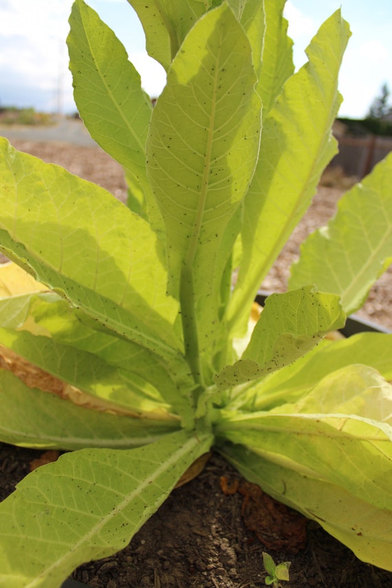 brightleaf tobacco Tobacco, Cultivated 'virginia Bright Leaf' Seeds