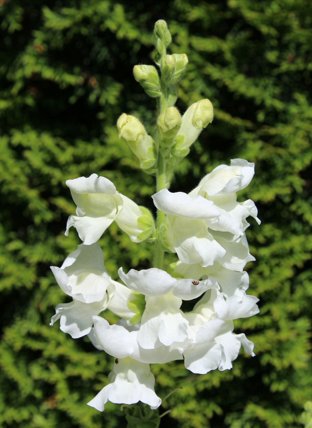 Snapdragon, Common 'rocket White' Seeds - Etsy