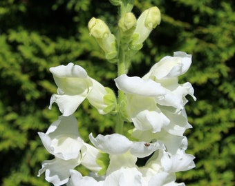 Snapdragon, Common 'Rocket White' seeds