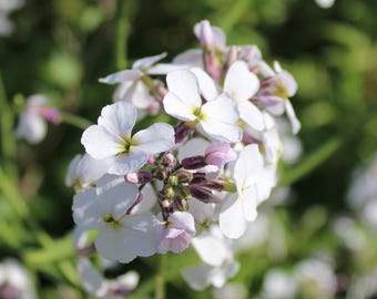 Dames Rocket 'White' seeds