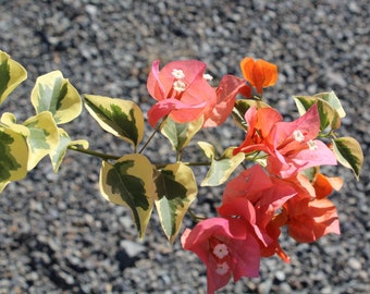 Bougainvillea, Great 'Orange Ice' unrooted cuttings (3)