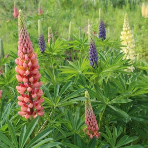 Lupine, Russell 'Russell Hybrid Mix' seeds