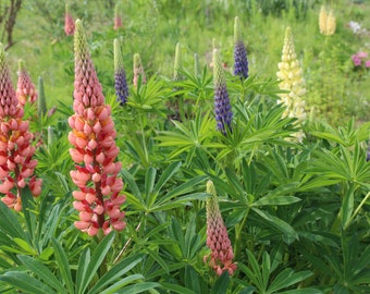 Lupine, Russell 'Russell Hybrid Mix' seeds