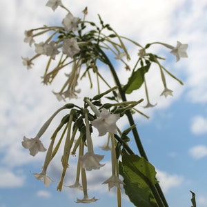 Tobacco, Woodland &#39;Only The Lonely&#39; 200 seeds