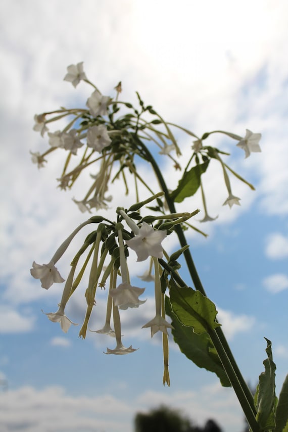 woodland tobacco (Nicotiana sylvestris) organic seeds Plant height Tobacco, Woodland 'Only The Lonely'
