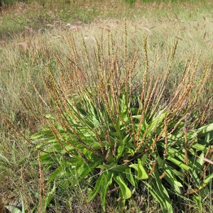 Plantain, Saline seeds