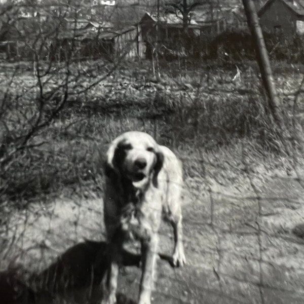 The Neighborhood Watch Dog! Cute Hunting Hound Dog! - Antique/ Vintage Original Snapshot Photo - Time Got Away From Us