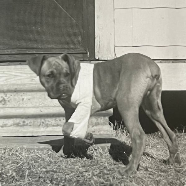 Poor Pup with Paw in Sling! Cute Dog! - Antique/ Vintage Original Snapshot Photo - Time Got Away From Us