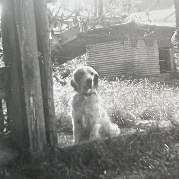 Good Boy, Rueben! Cute Dog in Pin! - Antique/ Vintage Original Snapshot Photo - Time Got Away From Us