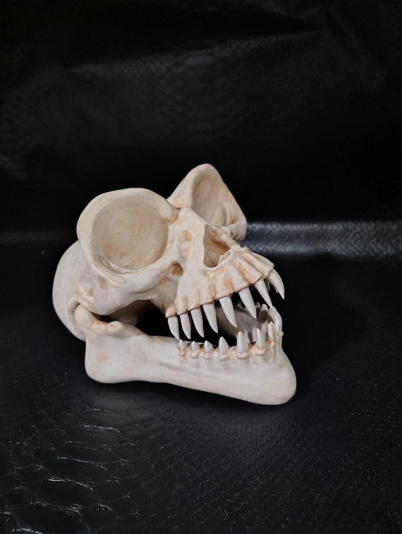 Gremlins Skull Life Size - Etsy