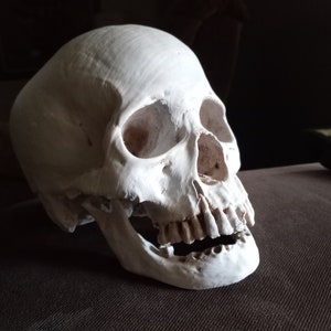 Human Skull realistic life like bone display decoration, life sized skull, 3D Scanned prop replica