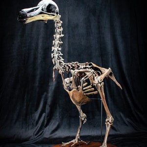 Dodo Bird skeleton scientifically accurate sculpture museum quality life size Big image 3