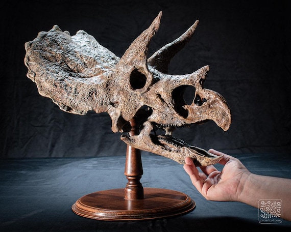大型トリケラトプスの頭蓋骨レプリカ：3D化石スキャン、硬材ベース