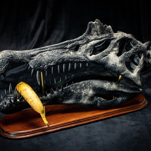 Big Spinosaurus aegyptiacus 1915 skull replica sculpture with wooden base and brass in museum quality - 560mm long black