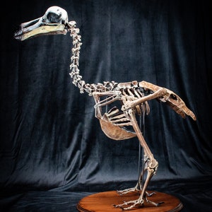 Dodo Bird skeleton scientifically accurate sculpture museum quality life size Big image 4