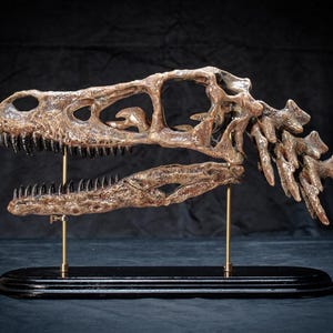 May include: A bronze-coloured dinosaur skull replica, showing teeth and bone detail. It's mounted on a black base with brass supports, against a dark background. A unique decorative item, ideal for a study or display.