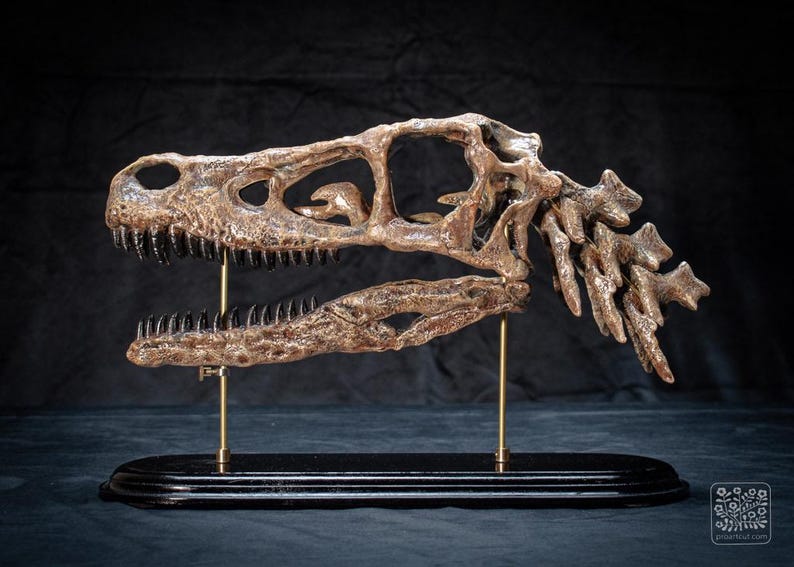 May include: A bronze-coloured dinosaur skull replica, showing teeth and bone detail. It's mounted on a black base with brass supports, against a dark background. A unique decorative item, ideal for a study or display.