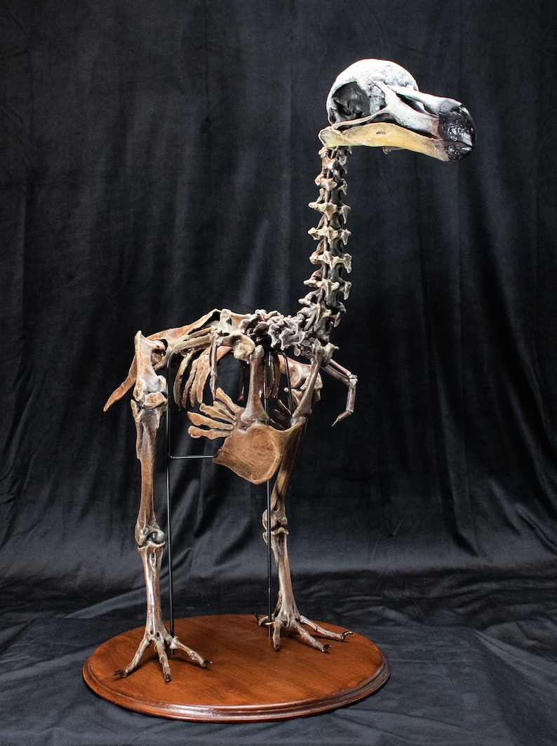 Dodo Bird skeleton scientifically accurate sculpture museum quality life size Big image 5
