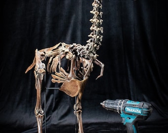 Squelette d'oiseau Dodo, sculpture scientifiquement précise, qualité muséale * grandeur nature * grand