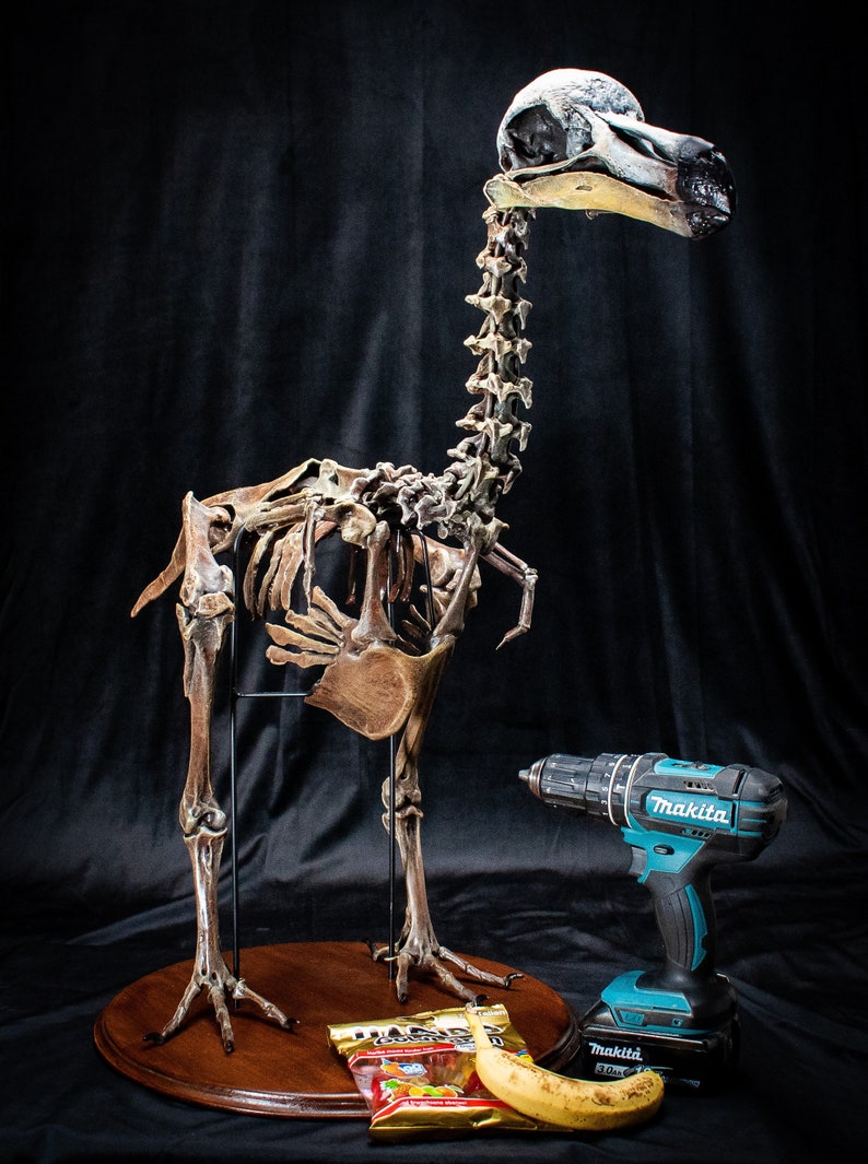 Dodo Bird skeleton scientifically accurate sculpture museum quality life size Big image 1