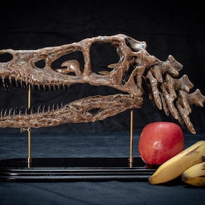 May include: A detailed, brown dinosaur skull replica, mounted on a black base with brass supports. A red apple and a bunch of bananas are placed in front of the skull. The background is dark.